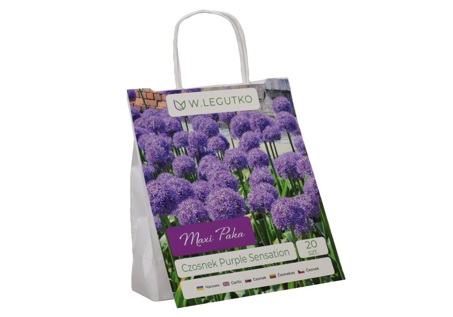 Zdjęcie: Czosnek Purple Sensation Maxi Paka W.LEGUTKO