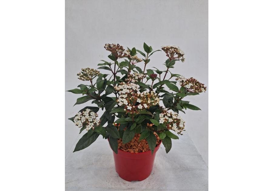 Zdjęcie: Mikrobiota syberyjska Microbiota decussata ŁAZUCCY