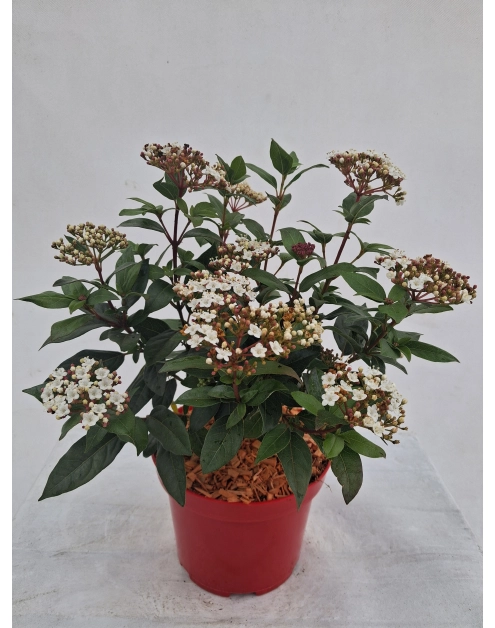 Zdjęcie: Mikrobiota syberyjska Microbiota decussata ŁAZUCCY