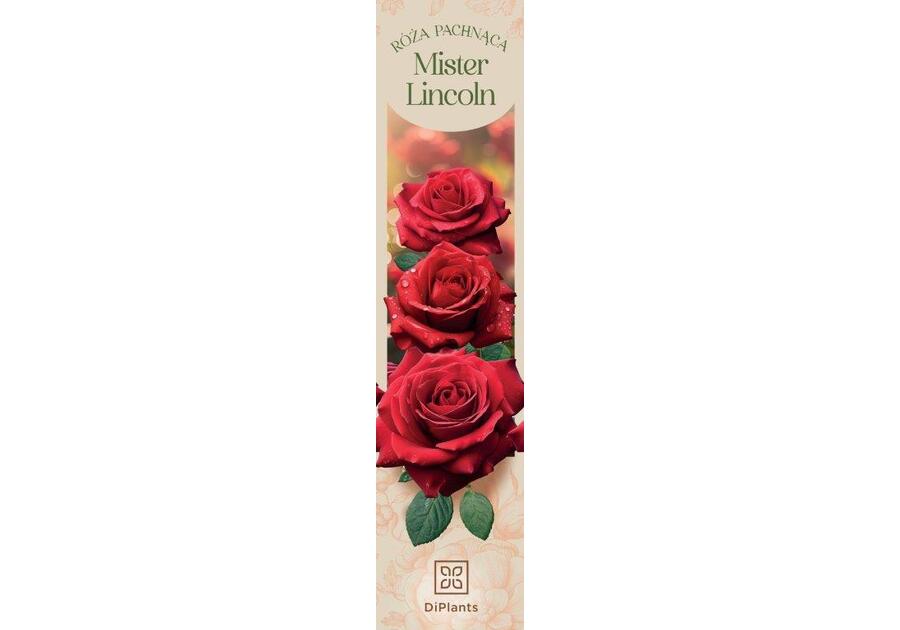 Zdjęcie: Róża pachnąca Mister Lincoln DIPLANTS