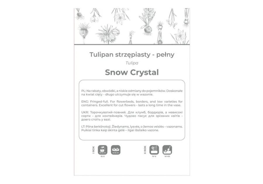 Zdjęcie: Tulipan Snow Crystal biały 3 sztuki W.LEGUTKO