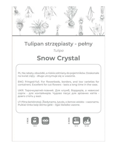 Zdjęcie: Tulipan Snow Crystal biały 3 sztuki W.LEGUTKO