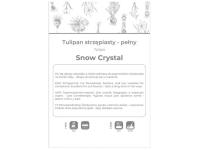 Zdjęcie: Tulipan Snow Crystal biały 3 sztuki W.LEGUTKO