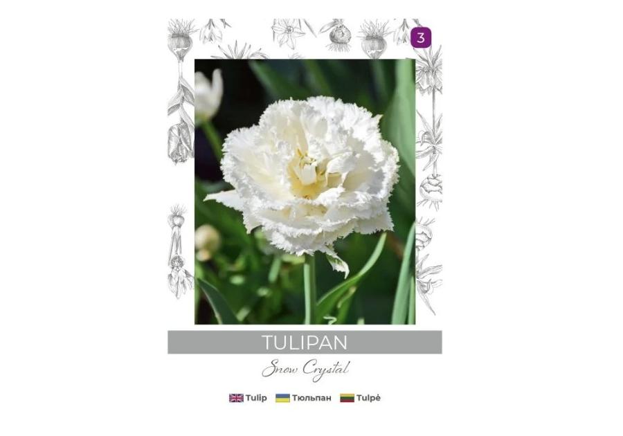 Zdjęcie: Tulipan Snow Crystal biały 3 sztuki W.LEGUTKO