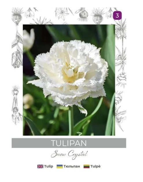 Zdjęcie: Tulipan Snow Crystal biały 3 sztuki W.LEGUTKO