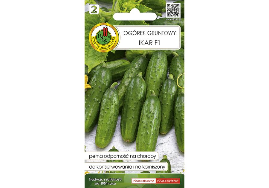 Zdjęcie: Ogórek gruntowy Ikar F1 2 g PNOS