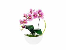 Storczyk w doniczce łódka DIRECT HG