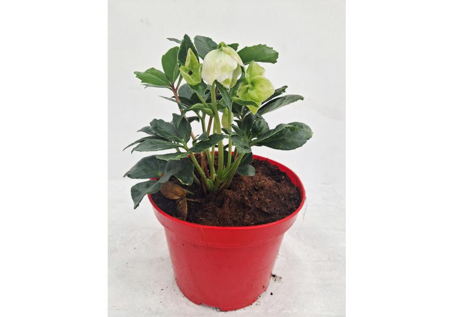 Zdjęcie: Róża Bożego Narodzenia Helleborus niger, Ciemiernik ŁAZUCCY