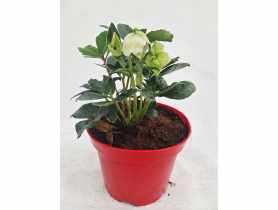 Róża Bożego Narodzenia Helleborus niger, Ciemiernik ŁAZUCCY
