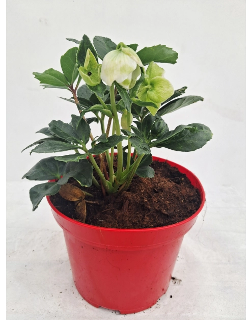 Zdjęcie: Róża Bożego Narodzenia Helleborus niger, Ciemiernik ŁAZUCCY