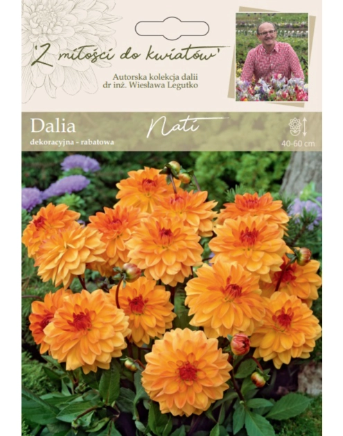 Zdjęcie: Dalia ogrodowa Nati kolekcja dalii W.LEGUTKO