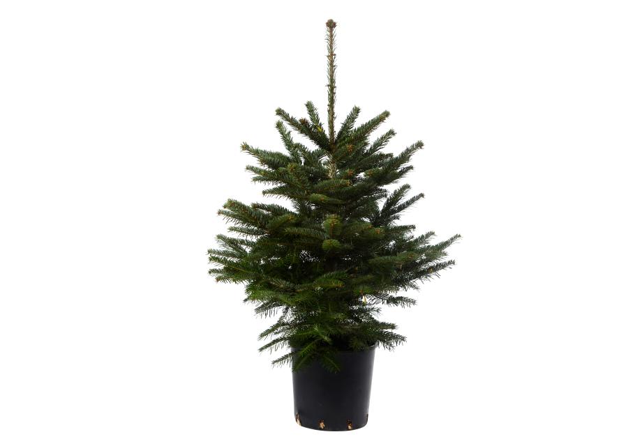 Zdjęcie: Jodła kaukaska w donicy 100 -125 cm GREEN TEAM POLSKA