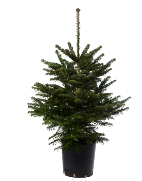 Zdjęcie: Jodła kaukaska w donicy 100 -125 cm GREEN TEAM POLSKA
