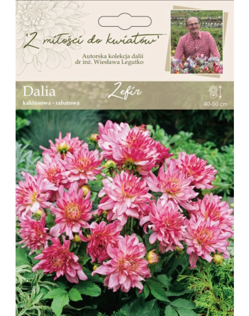 Zdjęcie: Dalia ogrodowa Zefir kolekcja dalii W.LEGUTKO