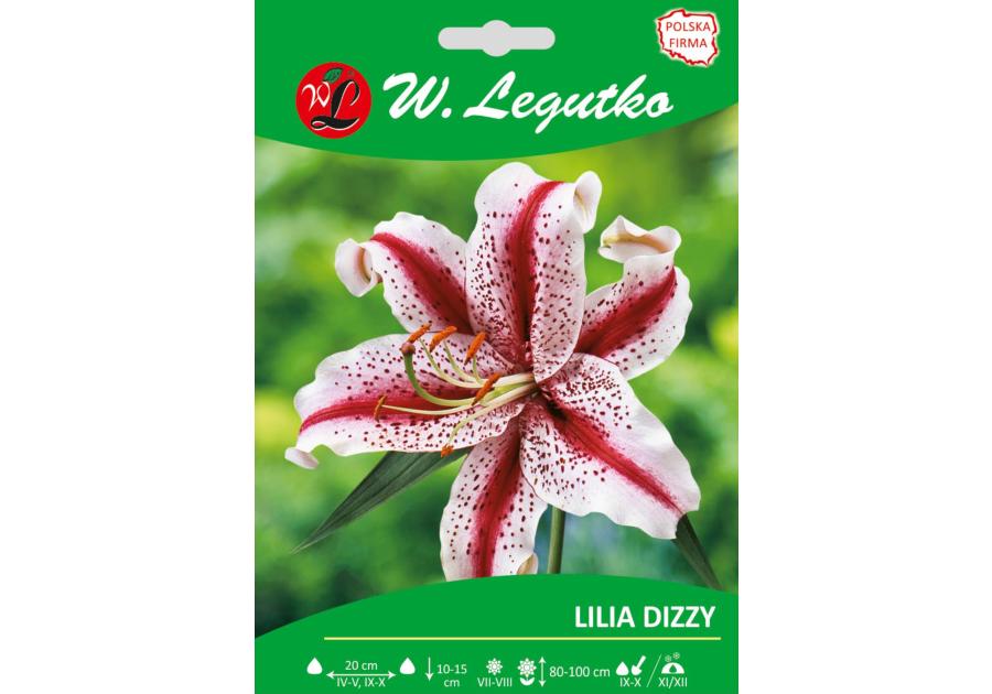 Zdjęcie: Lilia Dizzy seria tradycyjna W.LEGUTKO