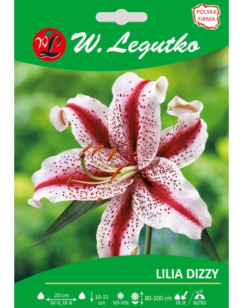 Zdjęcie: Lilia Dizzy seria tradycyjna W.LEGUTKO