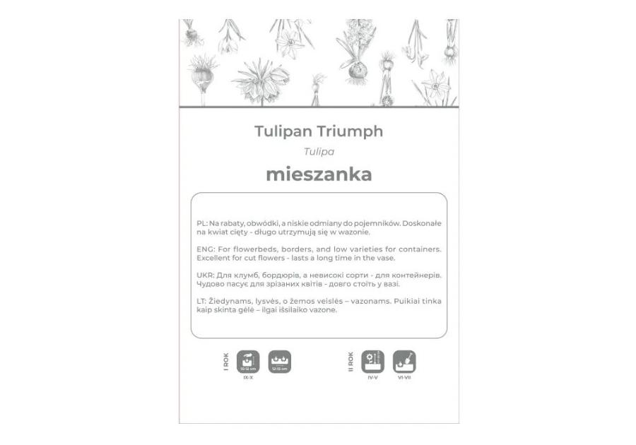 Zdjęcie: Tulipan Triumph mieszanka 4 sztuki W.LEGUTKO