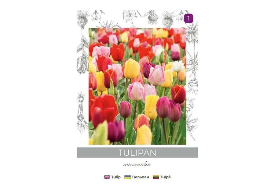 Zdjęcie: Tulipan Triumph mieszanka 4 sztuki W.LEGUTKO