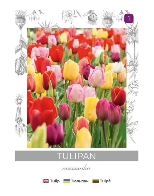 Zdjęcie: Tulipan Triumph mieszanka 4 sztuki W.LEGUTKO