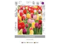 Zdjęcie: Tulipan Triumph mieszanka 4 sztuki W.LEGUTKO
