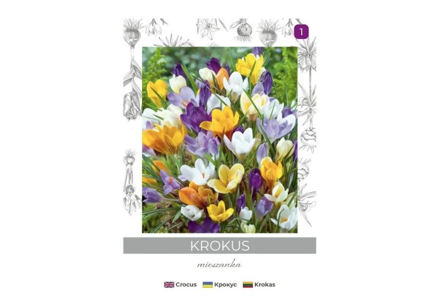 Zdjęcie: Krokus Chrysanthus mieszanka 8 sztuk W.LEGUTKO