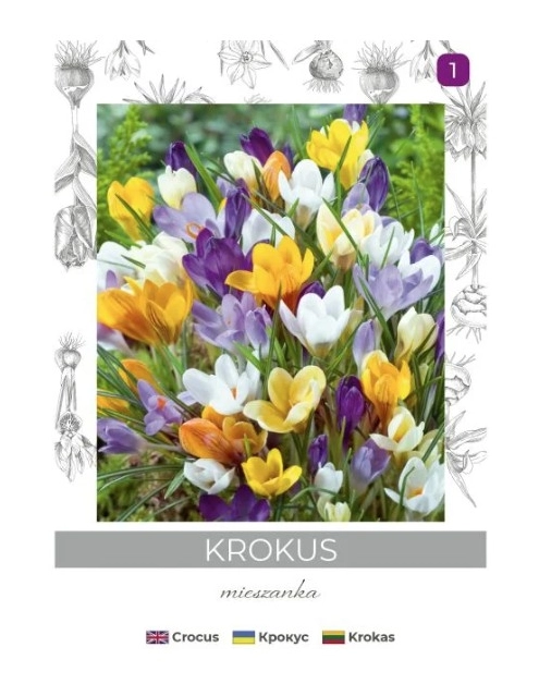 Zdjęcie: Krokus Chrysanthus mieszanka 8 sztuk W.LEGUTKO