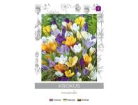 Zdjęcie: Krokus Chrysanthus mieszanka 8 sztuk W.LEGUTKO