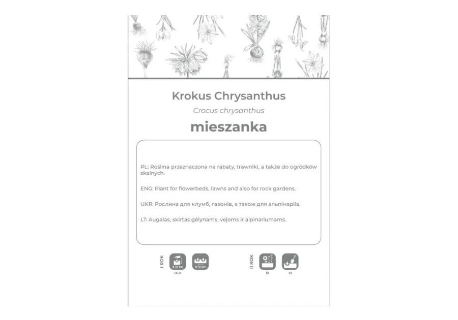 Zdjęcie: Krokus Chrysanthus mieszanka 8 sztuk W.LEGUTKO