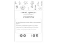 Zdjęcie: Krokus Chrysanthus mieszanka 8 sztuk W.LEGUTKO