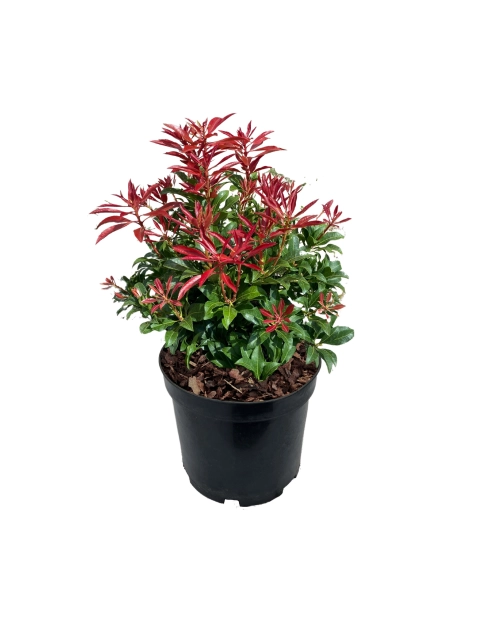 Zdjęcie: Pieris japoński Cupido ŁAZUCCY