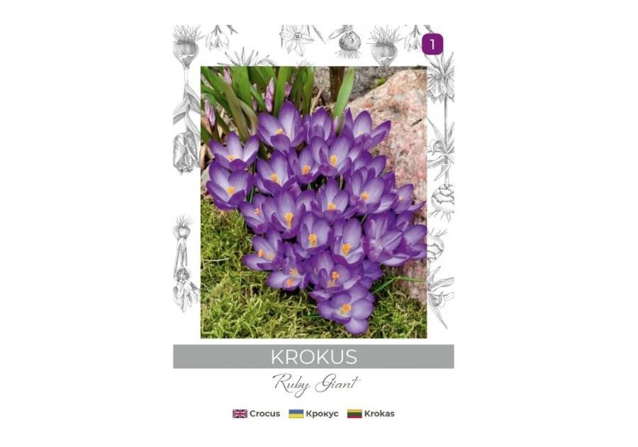 Zdjęcie: Krokus Ruby Giant purpurowy 8 sztuk W.LEGUTKO