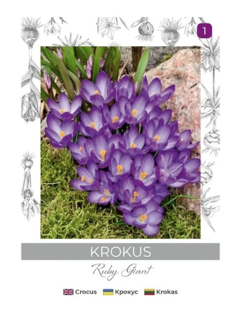 Zdjęcie: Krokus Ruby Giant purpurowy 8 sztuk W.LEGUTKO