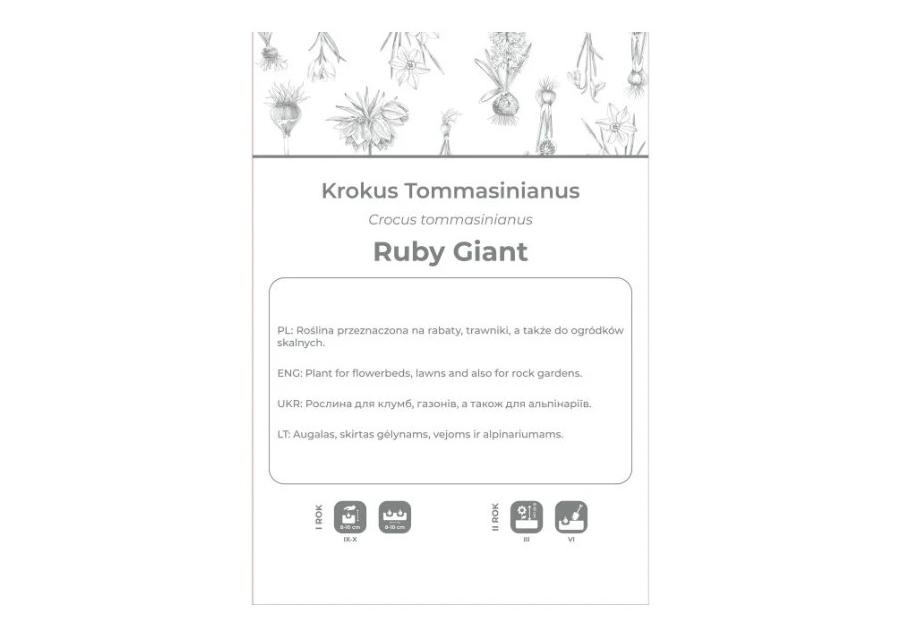 Zdjęcie: Krokus Ruby Giant purpurowy 8 sztuk W.LEGUTKO