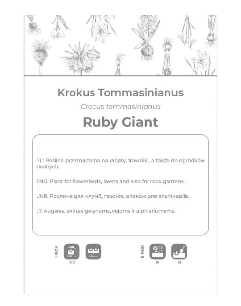 Zdjęcie: Krokus Ruby Giant purpurowy 8 sztuk W.LEGUTKO