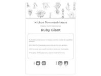 Zdjęcie: Krokus Ruby Giant purpurowy 8 sztuk W.LEGUTKO