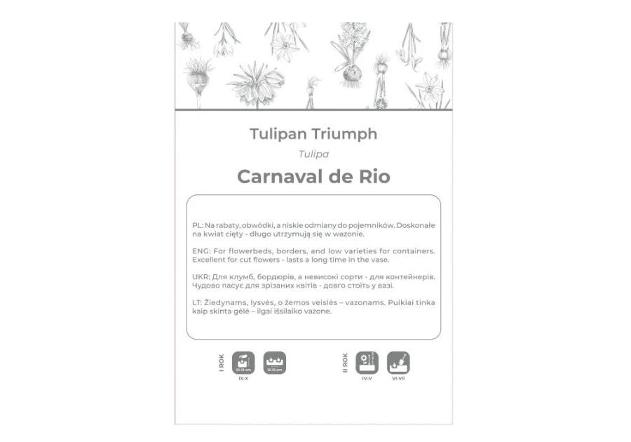 Zdjęcie: Tulipan Carnaval de Rio biały z czerwonymi smugami 4 sztuki W.LEGUTKO