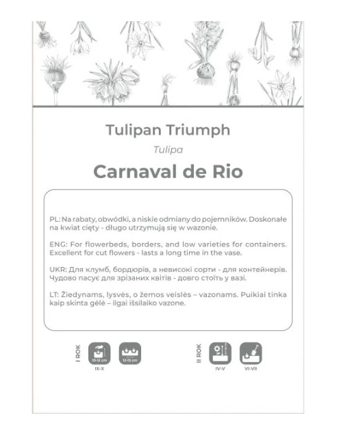 Zdjęcie: Tulipan Carnaval de Rio biały z czerwonymi smugami 4 sztuki W.LEGUTKO