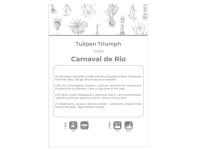 Zdjęcie: Tulipan Carnaval de Rio biały z czerwonymi smugami 4 sztuki W.LEGUTKO