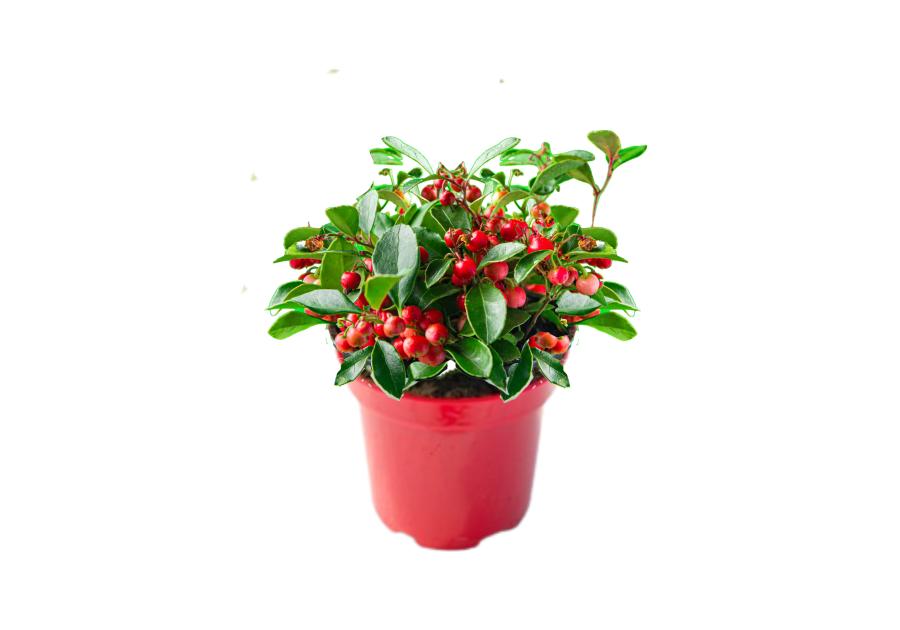 Zdjęcie: Golteria rozesłana Winter Pearls Big Berry C1 ŁAZUCCY