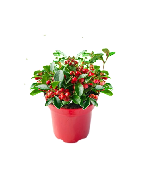 Zdjęcie: Golteria rozesłana Winter Pearls Big Berry C1 ŁAZUCCY