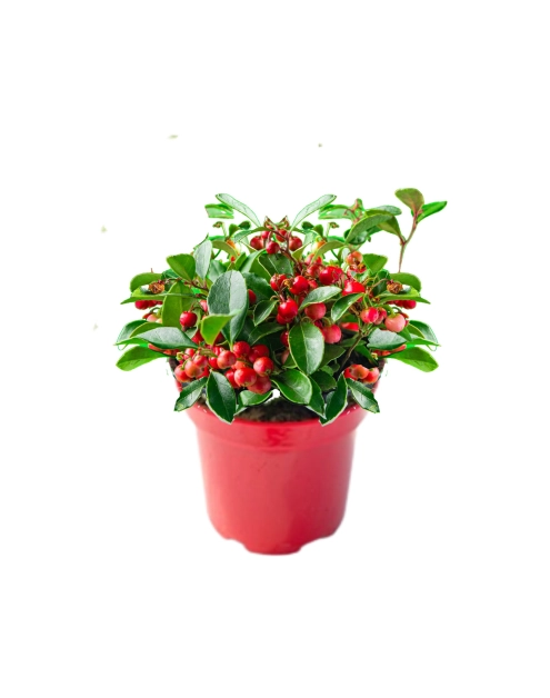 Zdjęcie: Golteria rozesłana Winter Pearls Big Berry C1 ŁAZUCCY