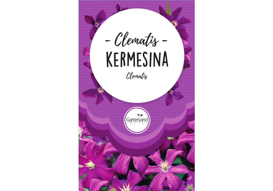 Zdjęcie: Clematis różowy Kermesina GATTENLAND