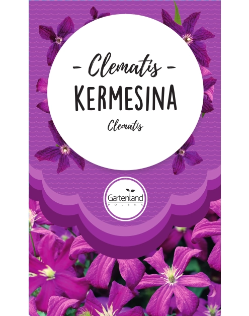 Zdjęcie: Clematis różowy Kermesina GATTENLAND