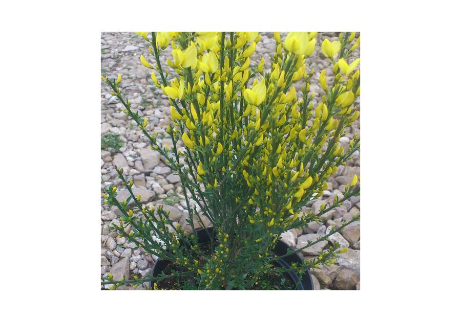 Zdjęcie: Żarnowiec Cytisus mix ŁAZUCCY