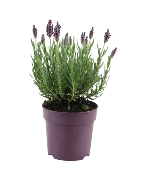 Zdjęcie: Lawenda francuska sadzonki KAMA