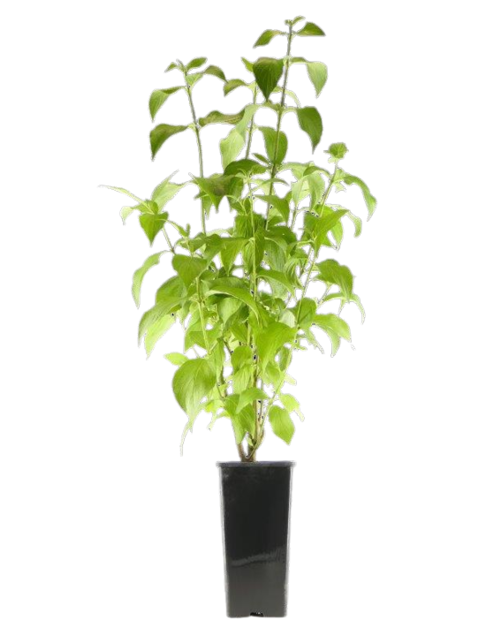 Zdjęcie: Dereń jadalny GARTENLAND