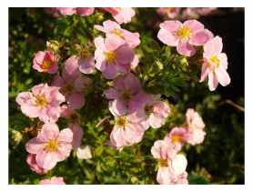 Pieciornik krzewiasty Potentilla fruticosa lovly pink ŁAZUCCY