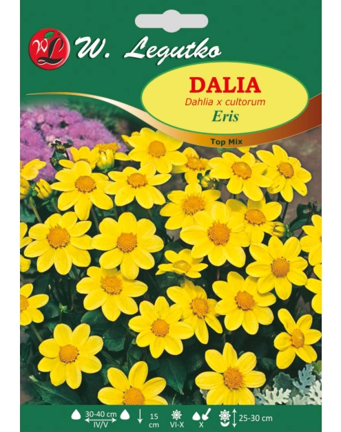 Zdjęcie: Dalia ogrodowa Eris seria tradycyjna W.LEGUTKO
