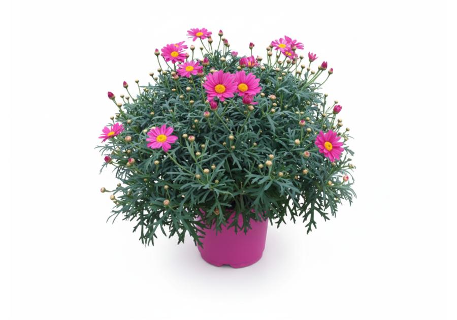 Zdjęcie: Kwiat doniczkowy Margaretka 14 cm KAMA