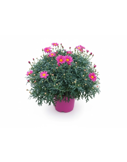 Zdjęcie: Kwiat doniczkowy Margaretka 14 cm KAMA